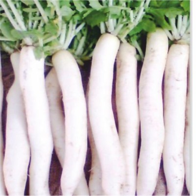 HY RADISH WHITE DIAMOND BSCS -63